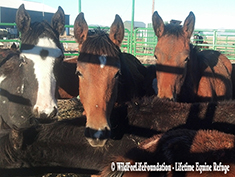 WFLF Orphan Foal Rescue